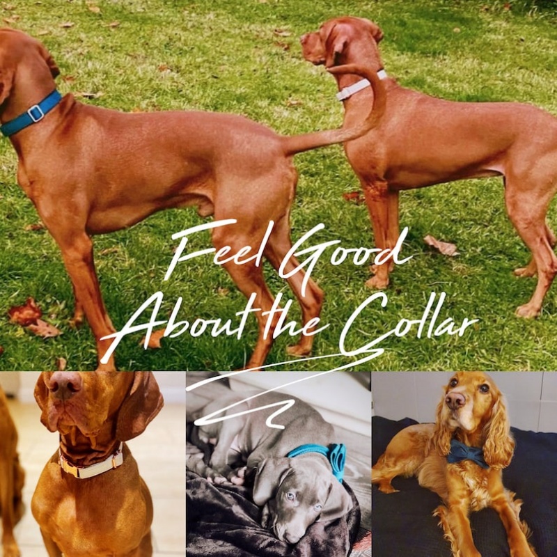 Velvet Dog Collar & Leash Set - Image 5