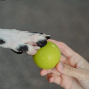 Balle Interactive Chien LED Auto-Rolling | Smart Dog Ball Toy
