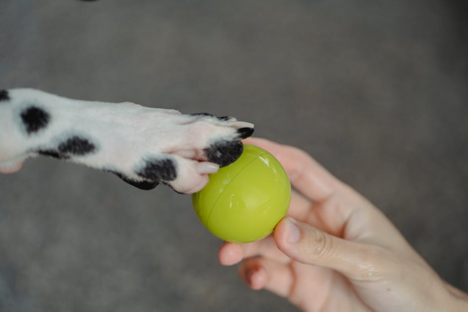 Balle Interactive Chien LED Auto-Rolling | Smart Dog Ball Toy