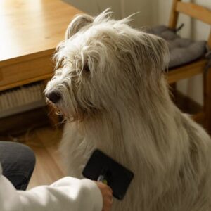 Brosse Auto-Nettoyante Chat Chien Anti-Noeuds | Self-Cleaning Pet Brush