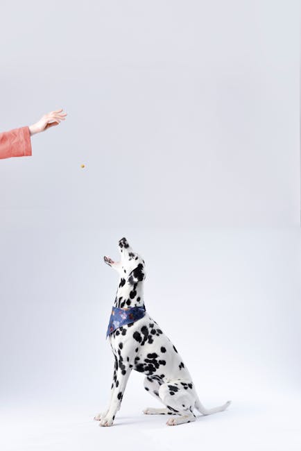 Caméra Animaux WiFi 1080p + Lance-Friandises | Pet Camera Treat Dispenser