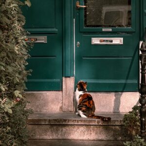 Chatière Électronique RFID Puce Verrouillage | Smart Cat Flap RFID