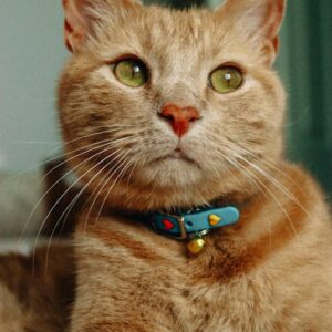 Collier Anti-Puces Chat Naturel 8 Mois | Natural Flea Collar Cat