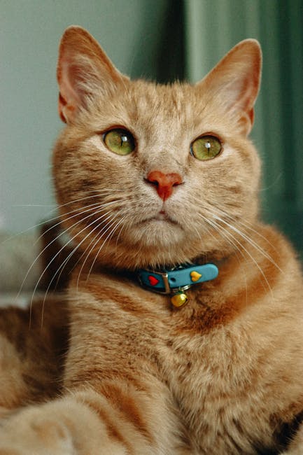 Collier Anti-Puces Chat Naturel 8 Mois | Natural Flea Collar Cat