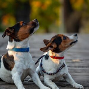 Collier GPS Chien Tracker + Santé 4G IP68 | Dog GPS Health Tracker