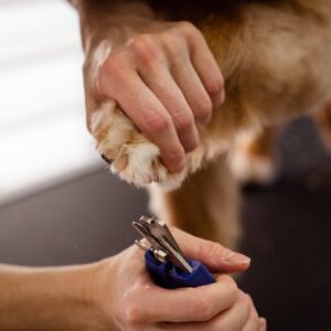Coupe-Griffes LED + Lime Électrique Chat Chien | Pet Nail Clipper LED