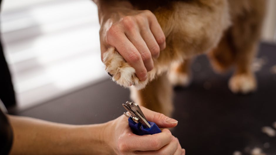 Coupe-Griffes LED + Lime Électrique Chat Chien | Pet Nail Clipper LED