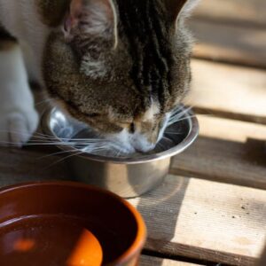 Double Bol Surélevé Chat Inox Anti-Vomissement | Elevated Cat Bowls