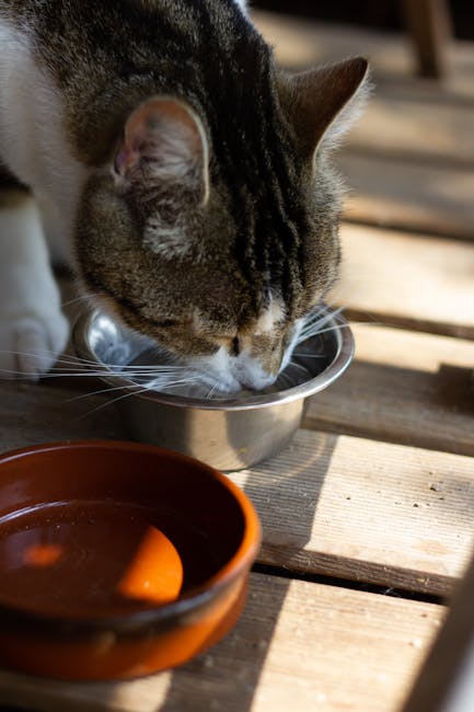 Double Bol Surélevé Chat Inox Anti-Vomissement | Elevated Cat Bowls