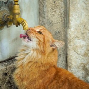 Fontaine Eau Chat Automatique 2.5L Ultra-Silencieuse | Smart Cat Water Fountain