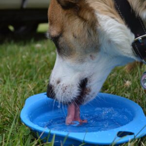 Fontaine Eau Chien 3.5L LED Triple Filtration | Dog Water Fountain