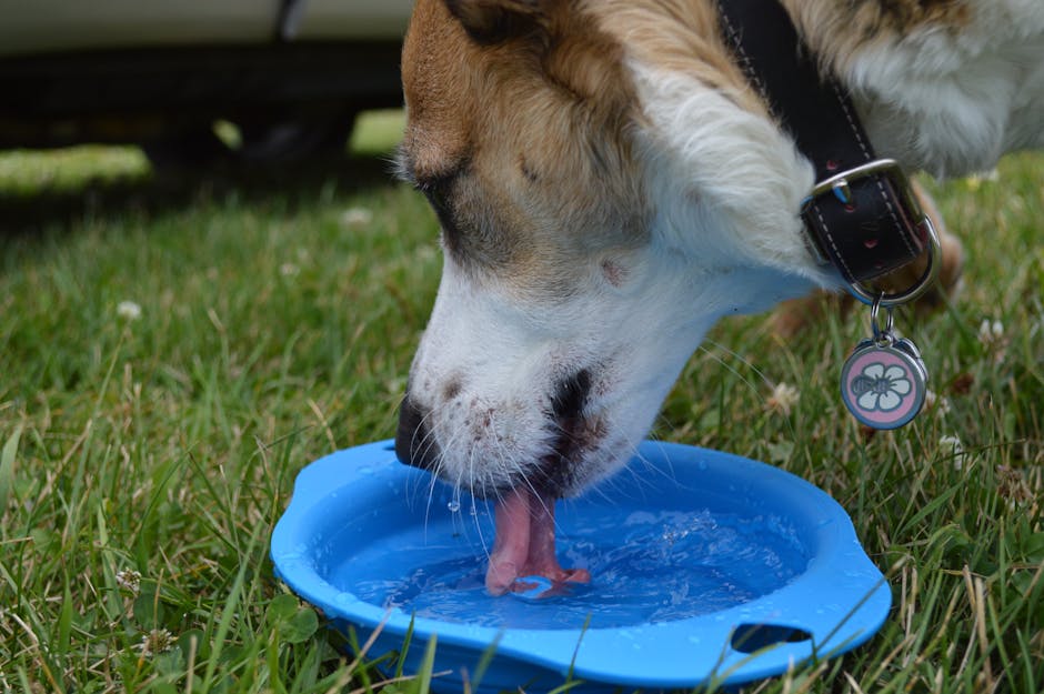 Fontaine Eau Chien 3.5L LED Triple Filtration | Dog Water Fountain