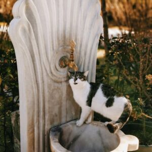 Fontaine Jardin Solaire Céramique Chat Chien | Solar Pet Fountain