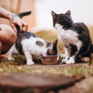 Gamelle Anti-Glouton Puzzle Chat Chien | Slow Feeder Bowl