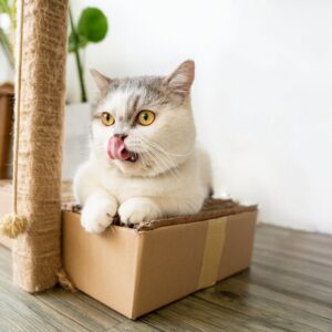 Griffoir Chat Carton Ondulé XL Double Face | Cat Scratch Pad Premium