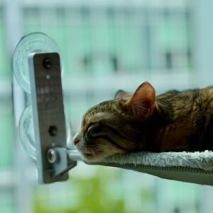Hamac Chat Fenêtre Ventouse 20kg + Housse Hiver | Window Cat Hammock