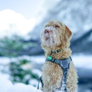 Harnais Anti-Traction Chien Réfléchissant M/L | No-Pull Dog Harness