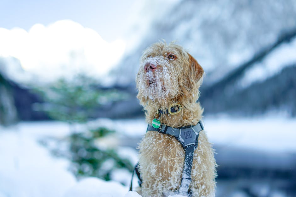 Harnais Anti-Traction Chien Réfléchissant M/L | No-Pull Dog Harness