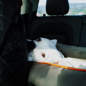 Housse Voiture Chien Imperméable Banquette | Dog Car Seat Cover