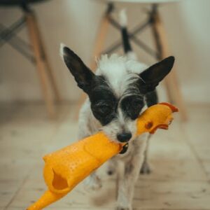 Jouet Friandises Chien Caoutchouc Résistant | Tough Treat Dog Toy