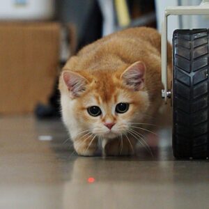 Jouet Laser Automatique Chat 5 Modes | Auto Cat Laser Toy