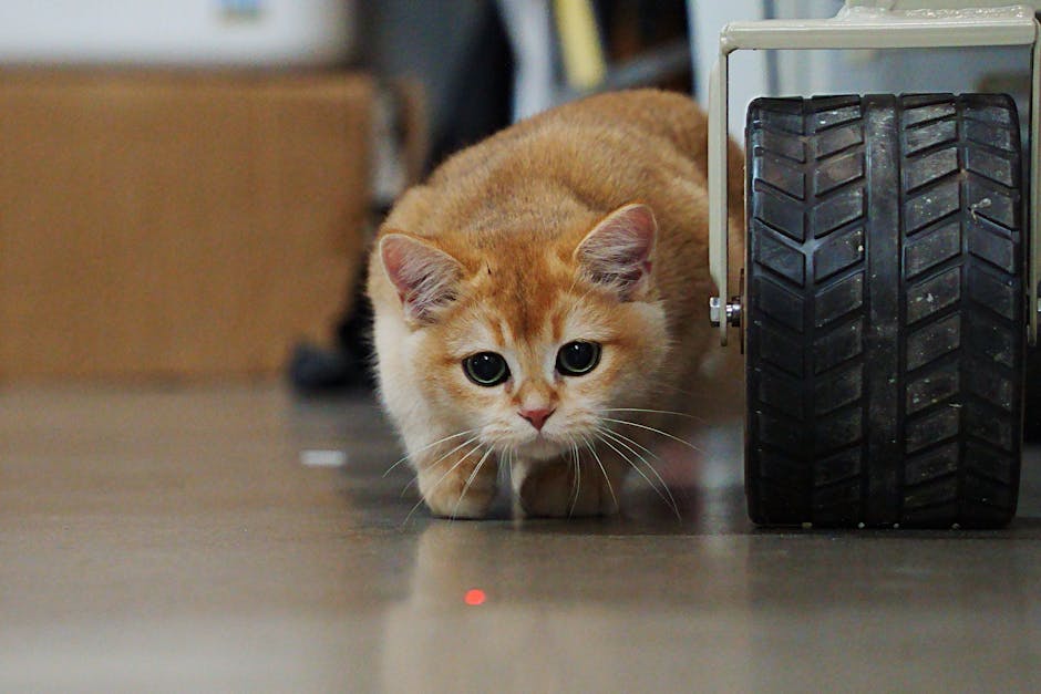 Jouet Laser Automatique Chat 5 Modes | Auto Cat Laser Toy
