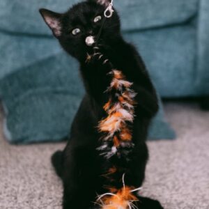 Jouet Plume Automatique Chat 360° Rechargeable | Auto Feather Cat Toy