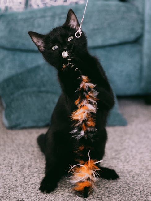 Jouet Plume Automatique Chat 360° Rechargeable | Auto Feather Cat Toy