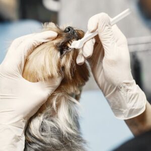Kit Dentaire Chien : Dentifrice Enzymatique + 3 Brosses | Dog Dental Kit