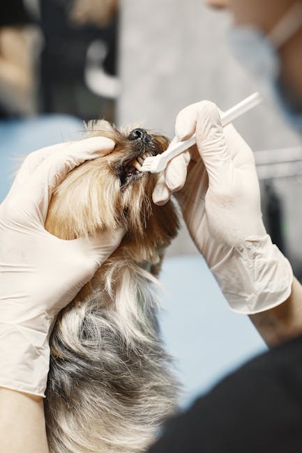 Kit Dentaire Chien : Dentifrice Enzymatique + 3 Brosses | Dog Dental Kit