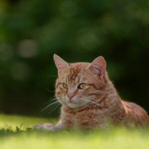 Kit Herbe à Chat Bio Graines Culture | Organic Cat Grass Kit