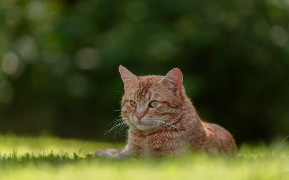 Kit Herbe à Chat Bio Graines Culture | Organic Cat Grass Kit