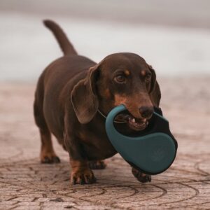 Laisse Rétractable Chien 8m 50kg + LED | Retractable Dog Leash