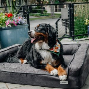 Lit Orthopédique Chien XL 110x85cm Mousse 7cm | XL Memory Foam Dog Bed