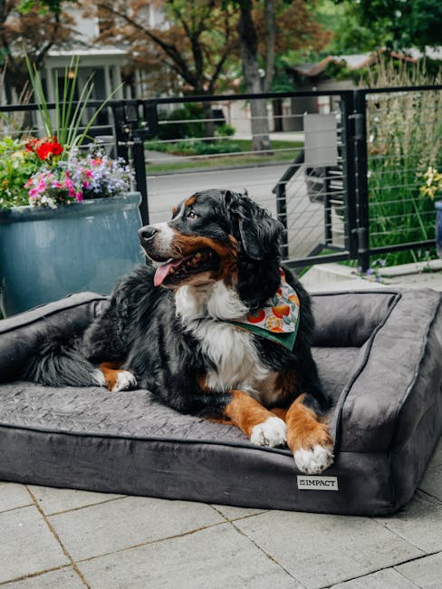 Lit Orthopédique Chien XL 110x85cm Mousse 7cm | XL Memory Foam Dog Bed