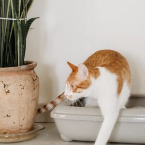 Litière Chat Semi-Auto Nettoyante Tiroir | Self-Sifting Cat Litter Box