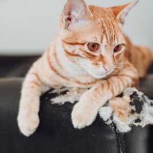 Protège-Canapé Anti-Griffes Chat Transparent x6 | Cat Scratch Guard