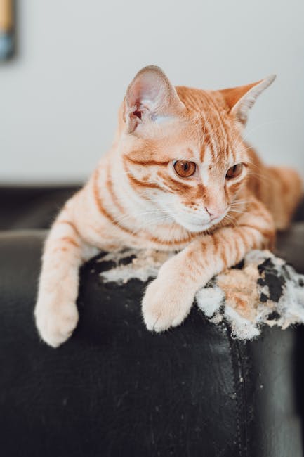 Protège-Canapé Anti-Griffes Chat Transparent x6 | Cat Scratch Guard