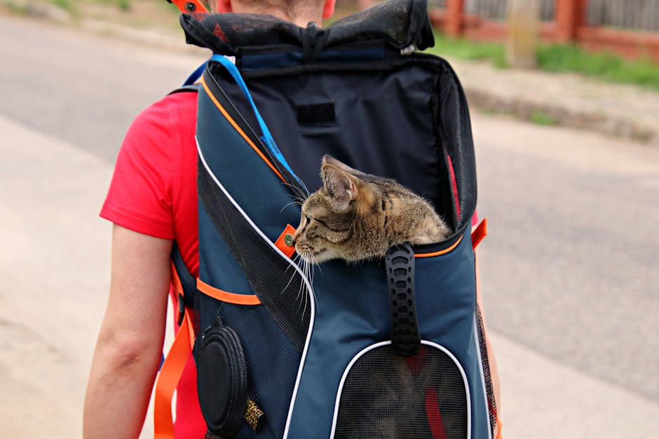 Sac Transport Chat Avion Cabine Extensible | Airline Approved Cat Carrier
