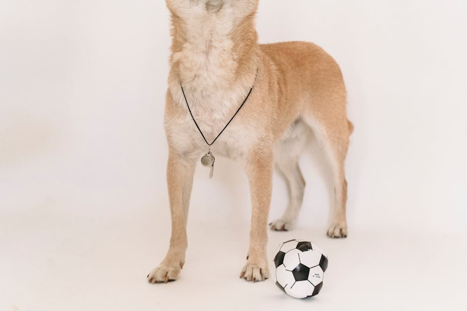 Sifflet Ultrason Chien Dressage Pro Réglable | Dog Training Whistle
