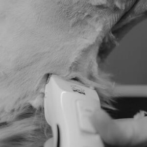 Tondeuse Chien Pro Sans Fil Silencieuse Kit Complet | Dog Clipper Set